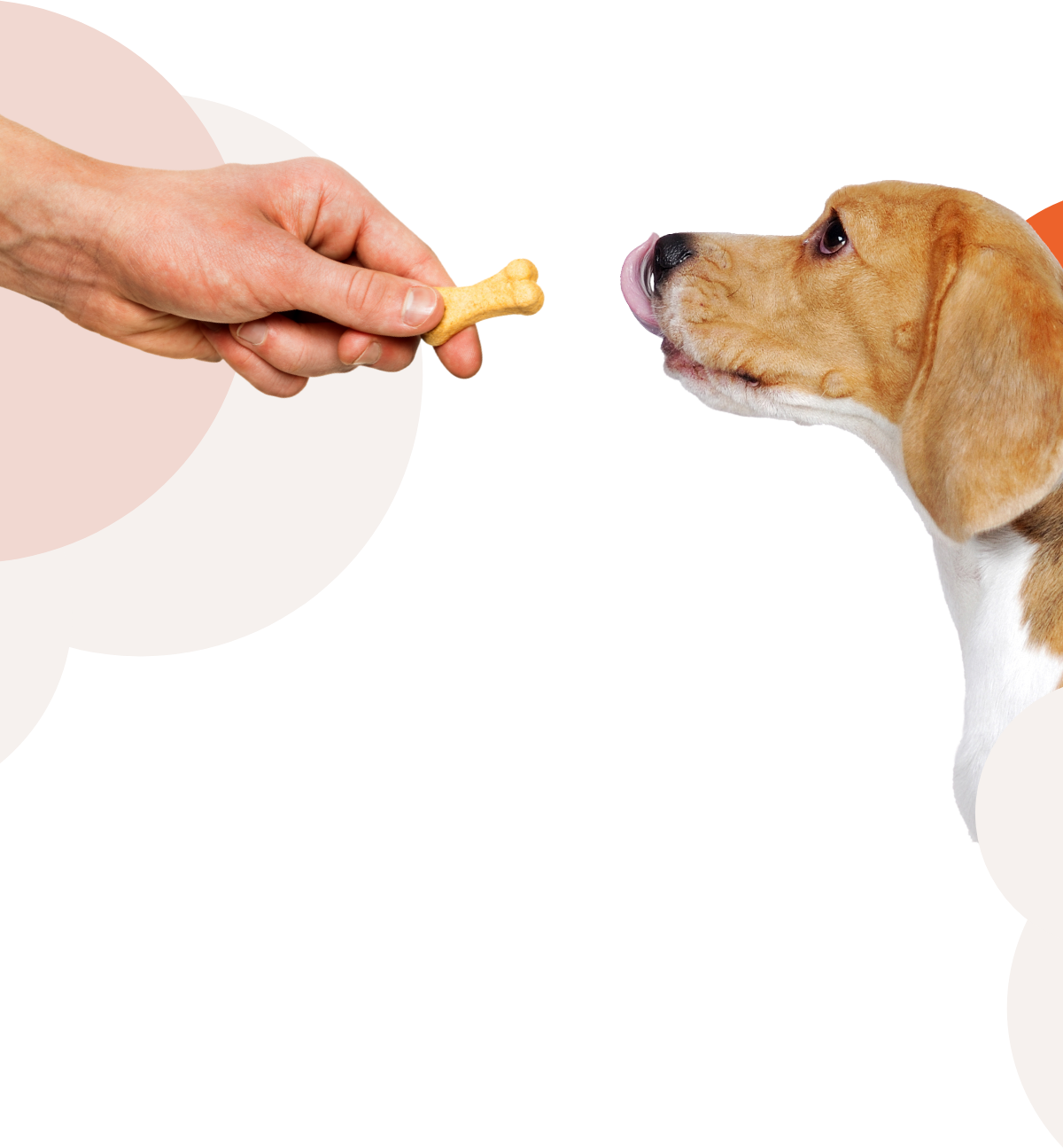 Beagle and Hand